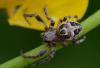 Larinioides cornutus